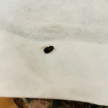 Kahve Makinesinin Altından Çıkan Hamam Böcekleri Amazon’da İade Reddi
