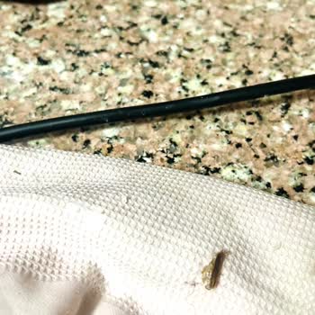 Kahve Makinesinin Altından Çıkan Hamam Böcekleri Amazon’da İade Reddi