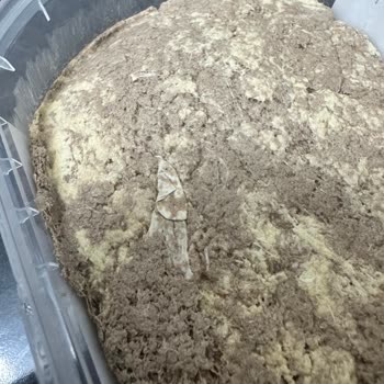 Torku Kakaolu Tahin Helvasında Görülen Yabancı Madde Sağlık Riski