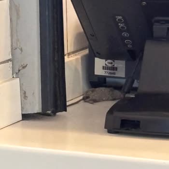 Axis AVM Burger King Şubesinde Masada Ölü Fare Görülmesi Ve Personelin Umursamaz Tutumu