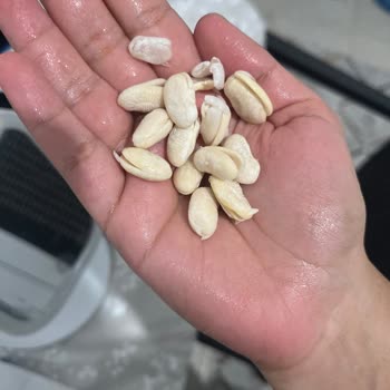 Hasata Kuru Fasulyede Kalite Sorunu: Suda Beklettikten Sonra Fasulyeler Ayrıldı
