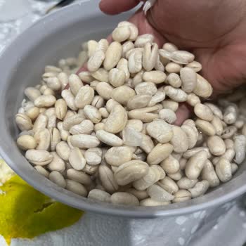 Hasata Kuru Fasulyede Kalite Sorunu: Suda Beklettikten Sonra Fasulyeler Ayrıldı