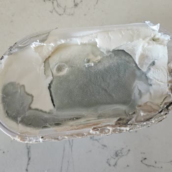 Torku Labne Peynirinde Küf Problemi Ve Sağlık Endişesi