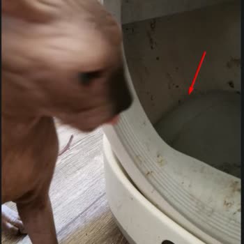 Xenon Smart Akıllı Kedi Tuvaleti Kum Pedi Yamulması Ve Parça Beklemesi