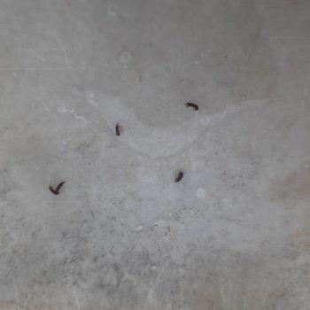 Arbella Fiyonk Makarna İçinde Görülen Siyah Böcekler Nedeniyle Hijyen Şikayeti