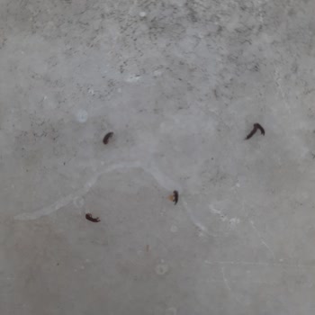 Arbella Fiyonk Makarna İçinde Görülen Siyah Böcekler Nedeniyle Hijyen Şikayeti