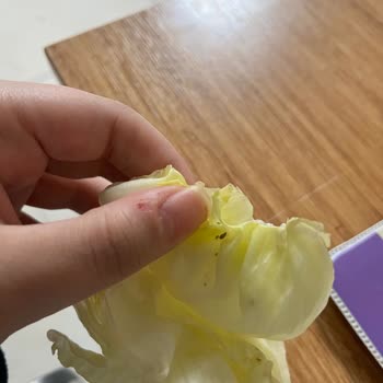 Marulda Böcek Tespiti Nedeniyle Çiğköfte Siparişinde Hijyen İhlali