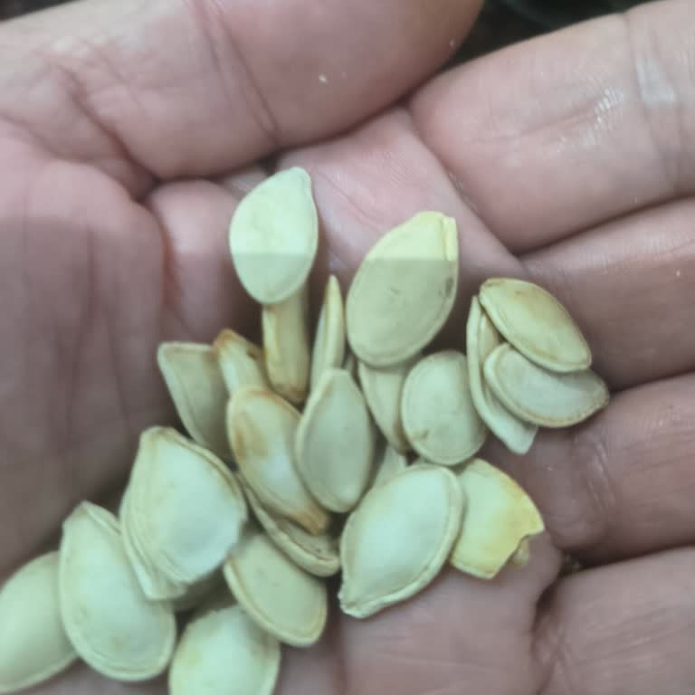 Çobanoğlu Kuruyemiş’te Müşteriyi Yanıltan Kalitesiz Kabak Çekirdeği