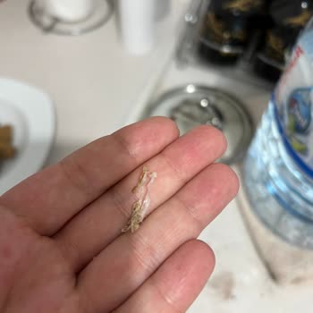 Hammm Bisküvilerinde Yabancı Madde, Hijyen Endişesi, İade Talebi