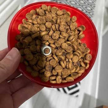 Lavital Kedi Mamasında Bulunan Metal Vida Hayati Tehlike Yaratıyor