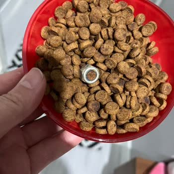 Lavital Kedi Mamasında Bulunan Metal Vida Hayati Tehlike Yaratıyor