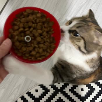 Lavital Kedi Mamasında Bulunan Metal Vida Hayati Tehlike Yaratıyor