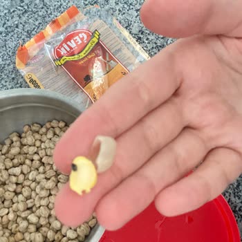 Çevik Bakliyat Nohut Paketi İçinde Böcek Benzeri Yabancı Madde Ve Hijyen Sorunu