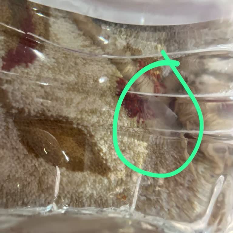 Ceysu Su Şişelerinde Beyaz Parçacıklar Ve Kötü Tat