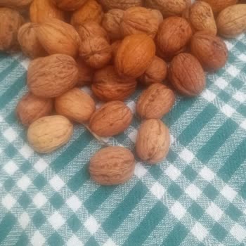 Aşırı Islak Ve Küflü Cevizler İçin Hızlı İade Talebi