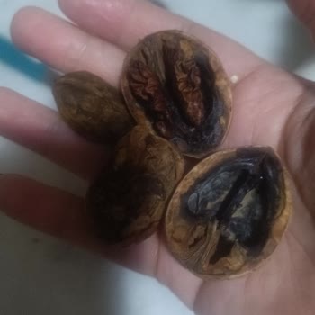 Aşırı Islak Ve Küflü Cevizler İçin Hızlı İade Talebi