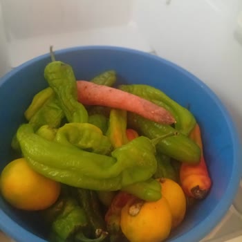 Altus Buzdolabında Sürekli Karlanma Ve Servis Çözüm Eksikliği