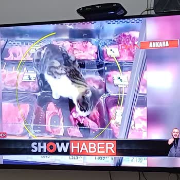 Marketlerde Kedilerin Gıda Raflarında Bulunması Hijyen Riski Oluşturuyor