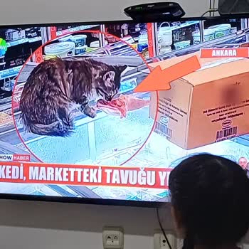 Marketlerde Kedilerin Gıda Raflarında Bulunması Hijyen Riski Oluşturuyor