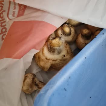 Küflü Mantar Paketi İçin Ücret İadesi Talebi
