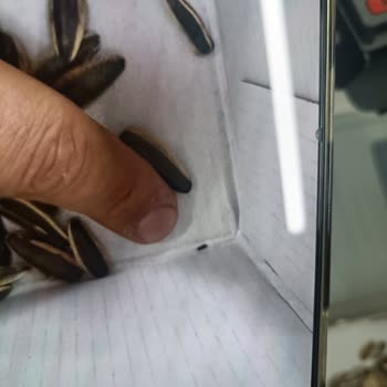 Pekdemir Çekirdeğinde Böcek Ve Çivi: Gıda Güvenliği Endişesi