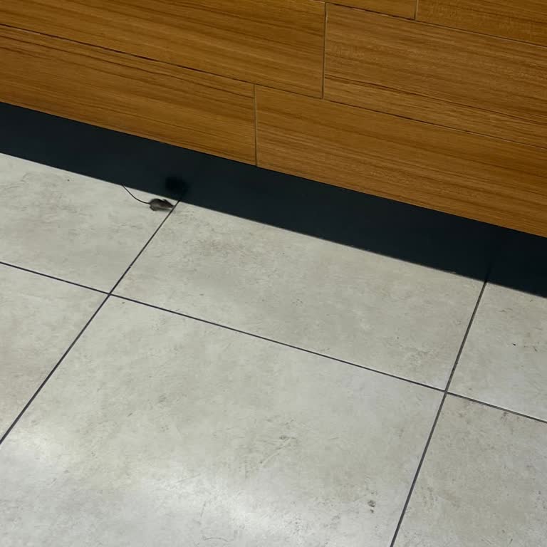 Trabzon Meydan Burger King Şubesinde Fare Görülmesi Hijyen Krizi