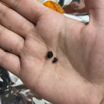 Migros Patos Rolls Cips'te Çıkan Sert Yabancı Cisimler Diş Sağlığını Tehlikeye Attı