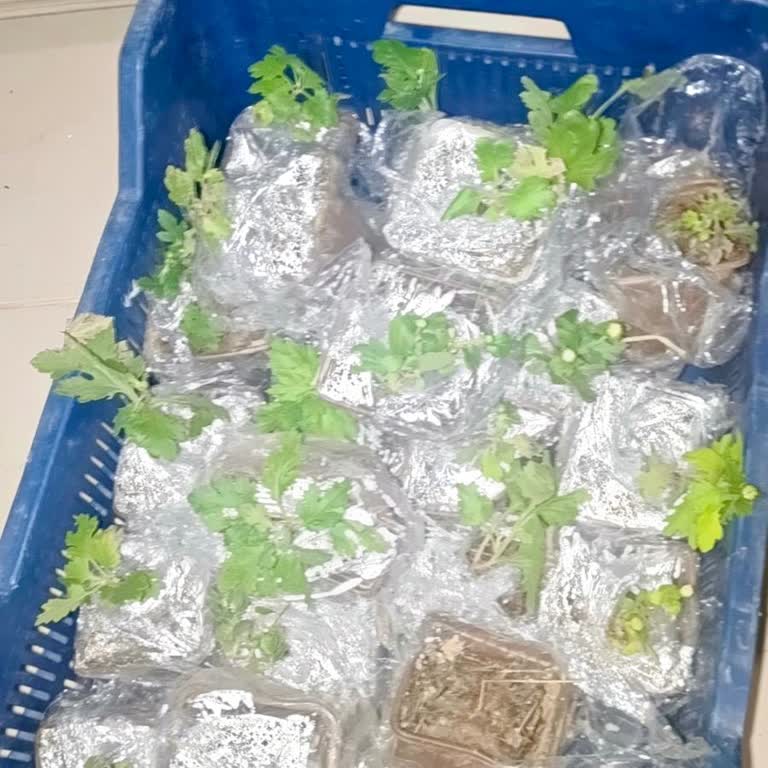 Bayındır Çiçek Satışı'ndan Gelen Kasım Patı Çiçeklerinde Kalitesiz Ve Bozuk Ürünler