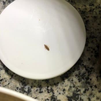 Chef Seasons Baharat Sosunda Kuru Böcek Bulunması Ve İade Talebi