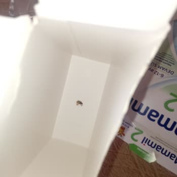 Mamamil İçinde Ölü Böcek Bulunan Bebek Sütü Ürünü İçin Değişim ve İnceleme Talebi
