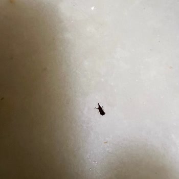 Pastavilla Fiyonk Makarnasından Çıkan Böcekler Ve Hijyen Şikayeti