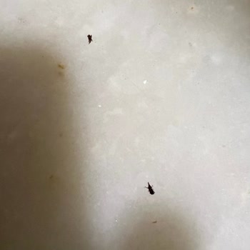 Pastavilla Fiyonk Makarnasından Çıkan Böcekler Ve Hijyen Şikayeti