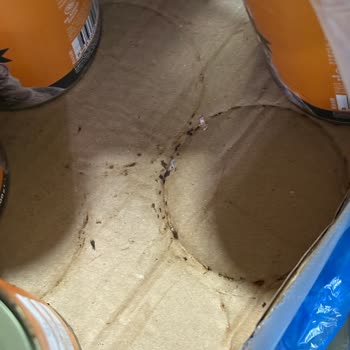 Petlebi'den Gelen Kedi Konserve Kutularında Hijyen Sorunu