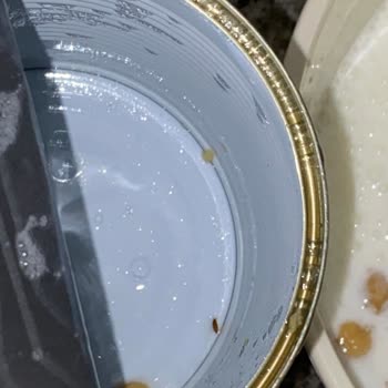 Migros Kemalpaşa Şubesinde Tukaş Konserve Nohutta Böcek Tespiti Ve Hijyen İhlali İade Talebi