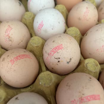 Ankagross Mamak Şubesinde Küflü Yumurta Ve Bozuk Bazlamalar Gıda Güvenliği İhlali