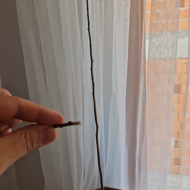 Ölü Fidanlar Ve Cevapsız Satıcı Ücret İadesi Talebi