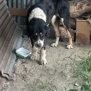 Arnavutköy Belediyesi’nde Hayvan Ölümü Ve Şeffaflık Talebi