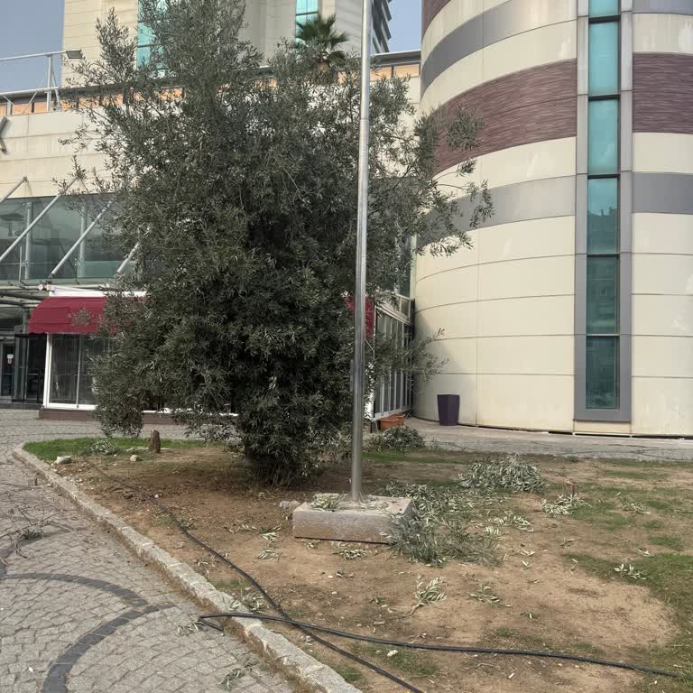 Ege Park AVM'de Zeytin Ağaçları Sert Şekilde Vurularak Hasat Ediliyor