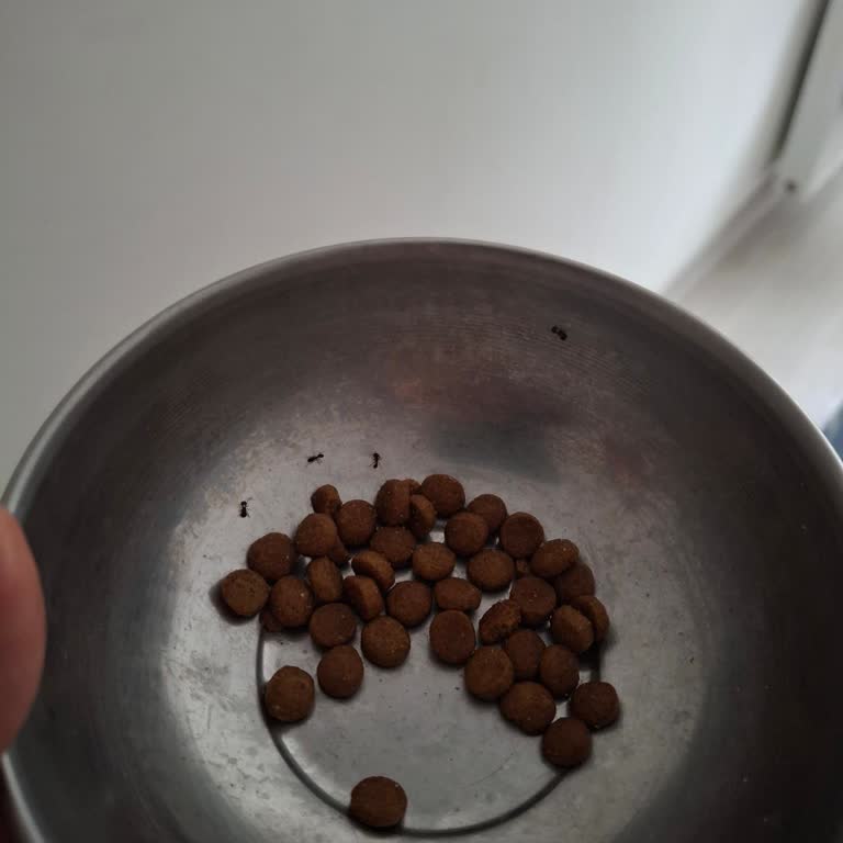Royal Canin Kedi Maması İçindeki Karınca Ve Kıllar Nedeniyle Sağlık Sorunu, Ücret İadesi Talebi