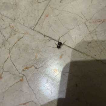 Acapulco Otel'de Hijyen Ve Temizlik Sorunları Nedeniyle İade Talebi