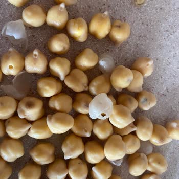 Migros'tan Alınan Yayla Gıda Nohutta Böceklenme Sorunu Ve İade Talebi