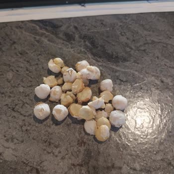Tadım Beyaz Leblebisinin Taş Gibi Sert Olması Ve Diş Kırma Riski