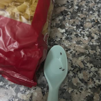 Filiz Burgu Makarnada Böcek Tespiti Ve Hijyen Endişesi