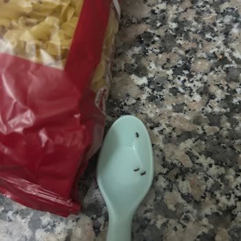 Filiz Burgu Makarnada Böcek Tespiti Ve Hijyen Endişesi
