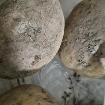 Migros Sanal Market'te Çürük Sebze Ve Meyve Teslimatı Ve Cevapsız Müşteri Hizmetleri