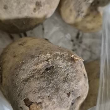 Migros Sanal Market'te Çürük Sebze Ve Meyve Teslimatı Ve Cevapsız Müşteri Hizmetleri