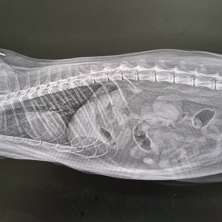 Petfulya Veteriner Kliniği'nde Yanlış Teşhis Ve Kedimin Ölümü Nedeniyle 6700 TL İadesi Talebi