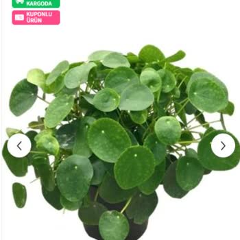 Trendyol Büyük Boy Pilea Bitki İddiası Yanıltıcı, Paketleme Kalitesiz