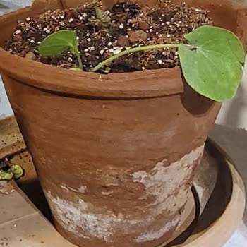 Trendyol Büyük Boy Pilea Bitki İddiası Yanıltıcı, Paketleme Kalitesiz