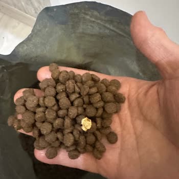 Pazarama Üzerinden Bozuk Kedi Maması İade Reddi Ve Hayvan Sağlığı Tehlikesi